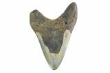 Bargain, Fossil Megalodon Tooth - North Carolina #153101-1